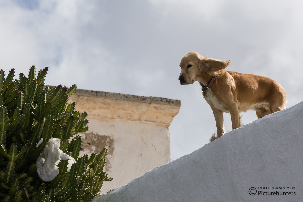 Hund auf Lanzarote