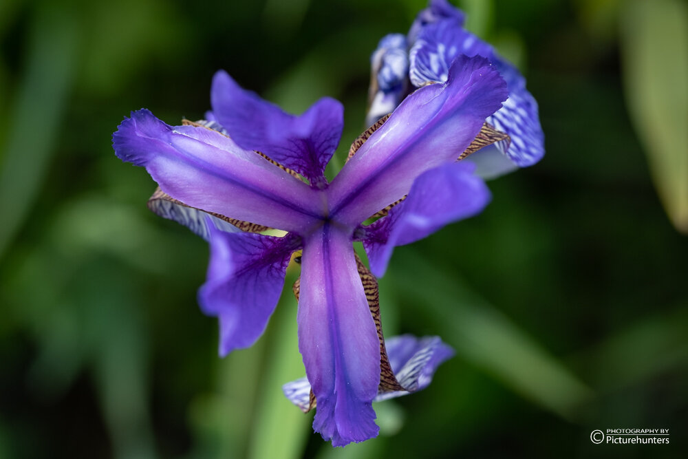 Blick in eine Irisblüte