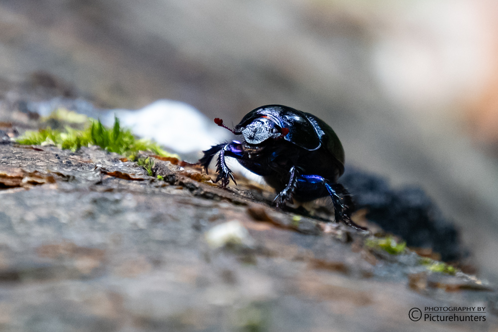 Schwarzer Käfer im Eibenwald