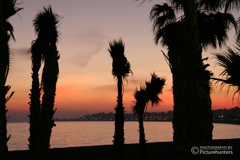Palmen in Malaga am Strand