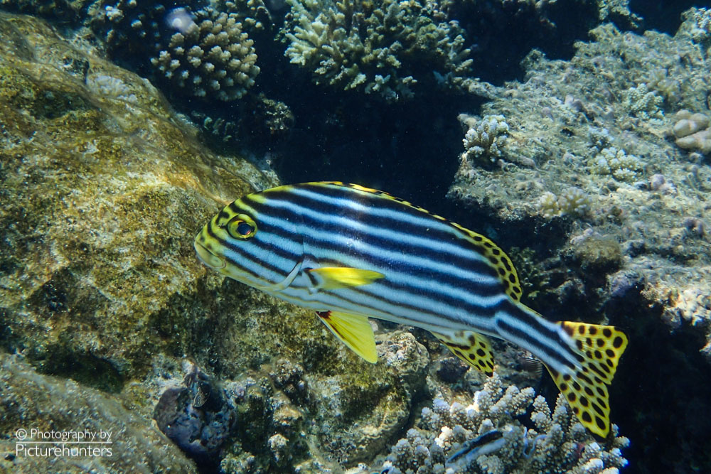 Fisch | Malediven