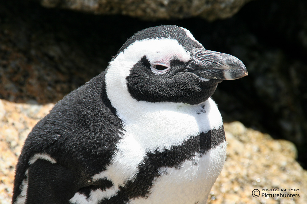 Pinguin | SA