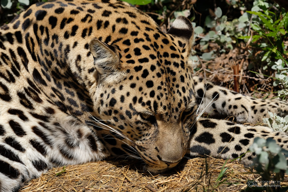 Leopard im Tenikwa-Sanctuary