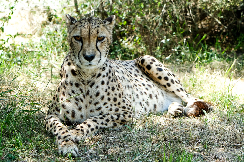 Cheetah im Schatten