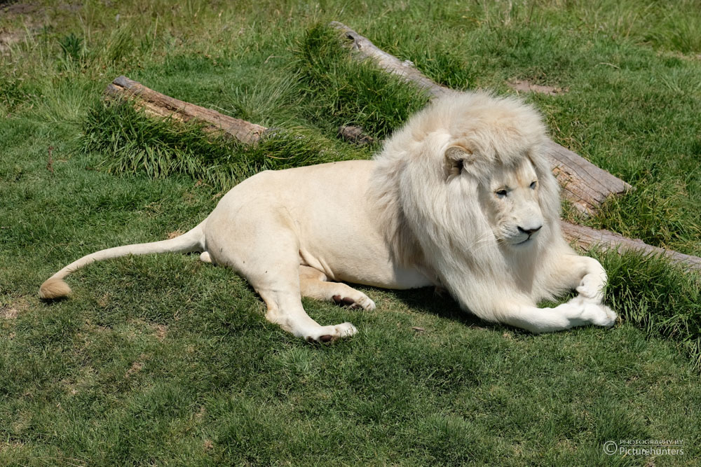 Weißer Löwe, Tenikwa