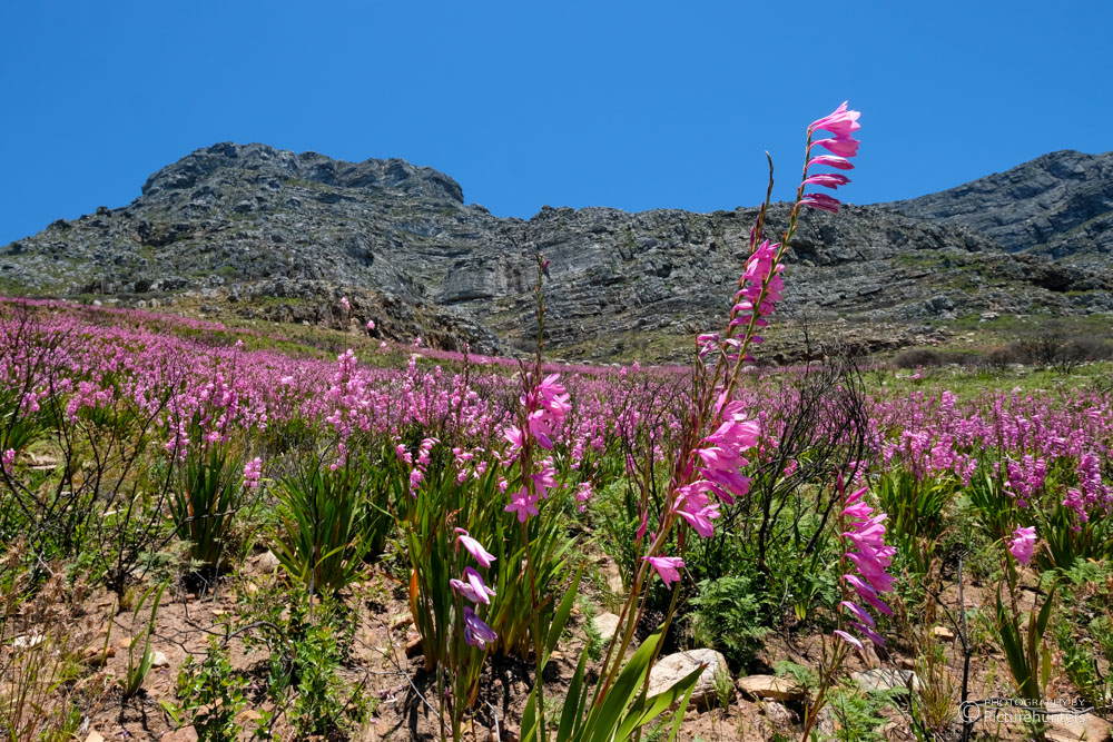 Blütenpracht am Tafelberg
