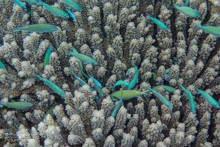 Blaue Fische in Koralle | Malediven