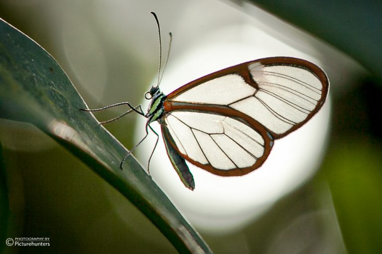 016-Schmetterlinge-14-12-19