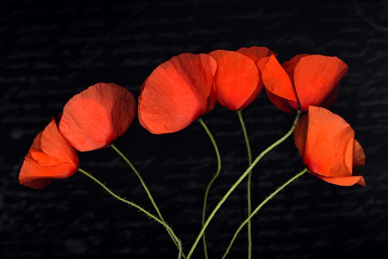 Mohn1-bea-3