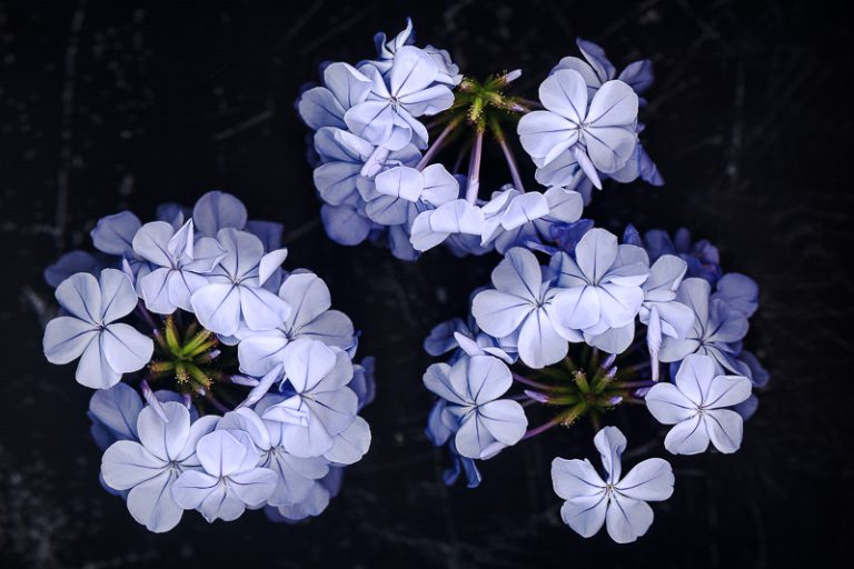 blaueblueten3-bea-neu