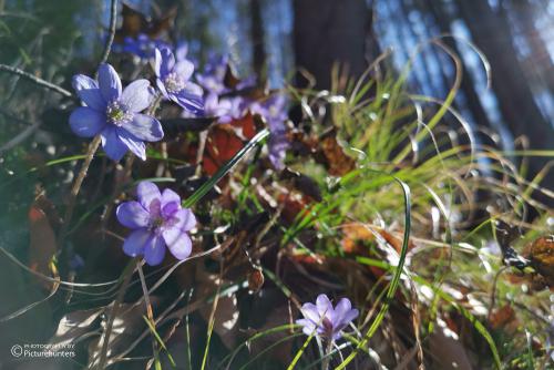 Blümchen am Wegesrand