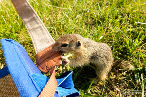 0399-ZieselMitMarkus-21-06-18