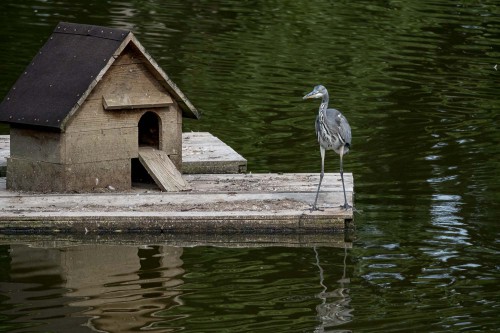 Graureiher zu Besuch