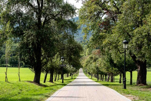 Allee zu einem Schloss