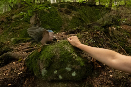 Eichelhäher beim Futter holen