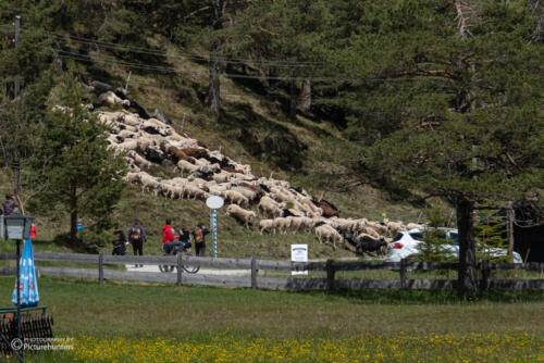 Almabtrieb der Schafe