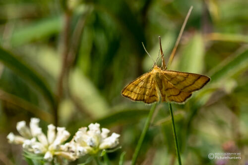 In der Perchtoldsdorfer Heide