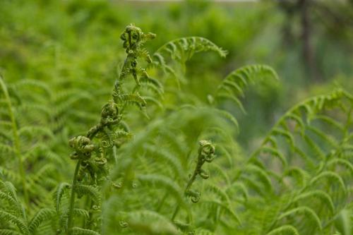 Überall Farne