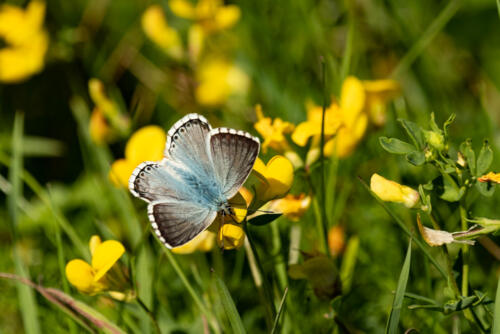 Bläuling