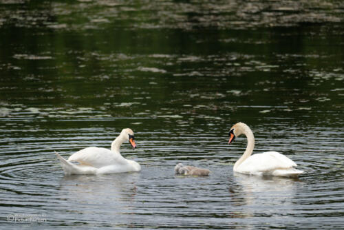 Schwanenfamilie
