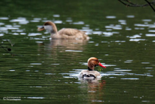Es ist was los auf den Weihern