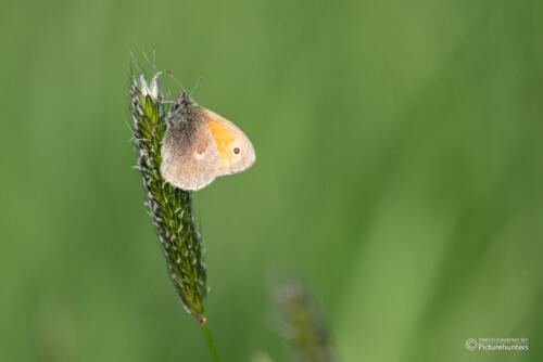 Sehr kleiner Schmetterling