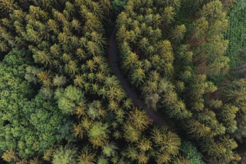 Wald aus der Drohnenperspektive