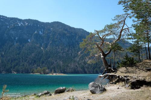 Schöner Baum am Ufer