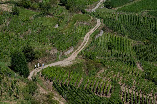 Blick in die Weinberge