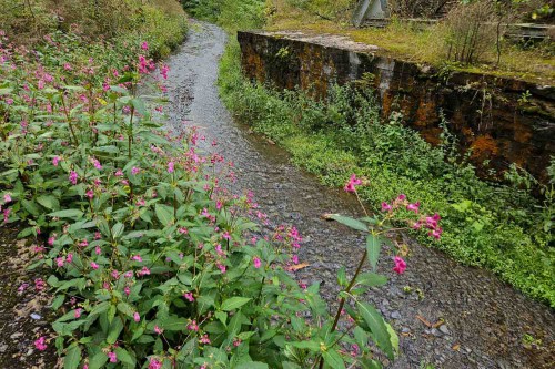 Bach auf dem Wanderweg