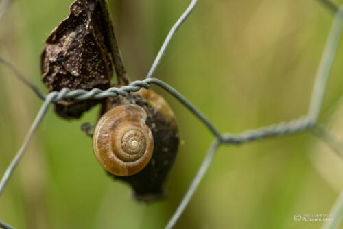 Kleines Schneckenhaus