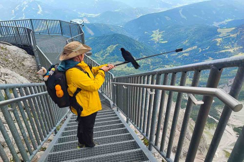 Neugierige Dohle