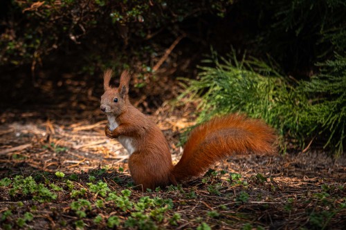 Neugieriges Eichhörnchen