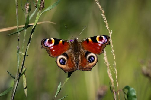 Tagpfauenauge