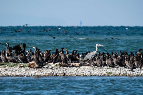 Vielfältige Vogelwelt