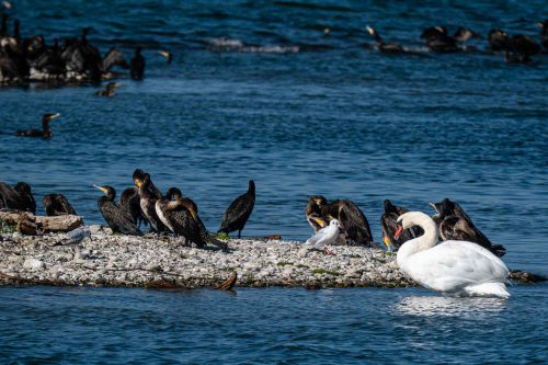 Vielfältige Vogelwelt