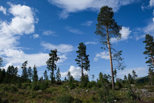 Bäume am Straßenrand