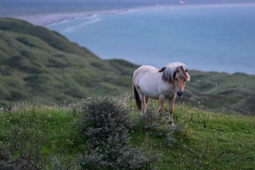 Pony auf der Düne