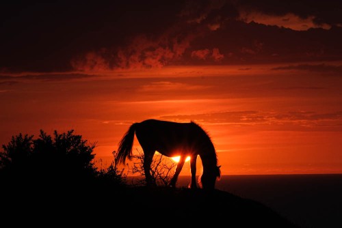 Roter Himmel mit Pferd