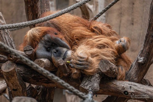 Imposantes Männchen