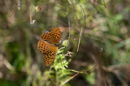Schmetterling