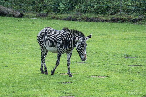 Zebra im Regen