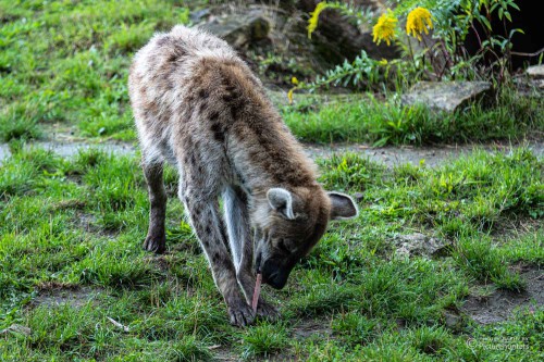 Hyäne beim Naschen