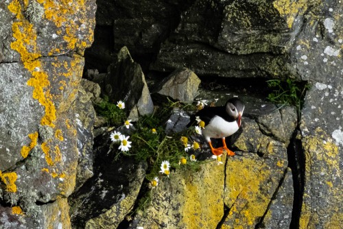 Puffin mit Gänseblümchen