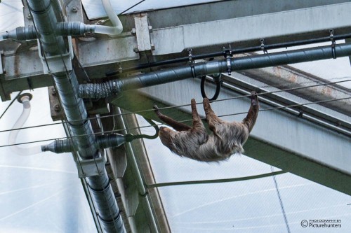 Faultier am Hallendach