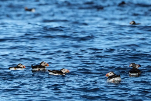 Puffins auf dem Meer
