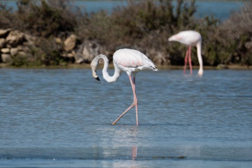 Flamingos