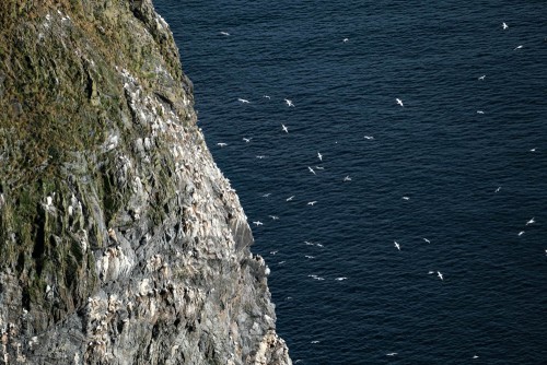 Der Basstölpel-Felsen