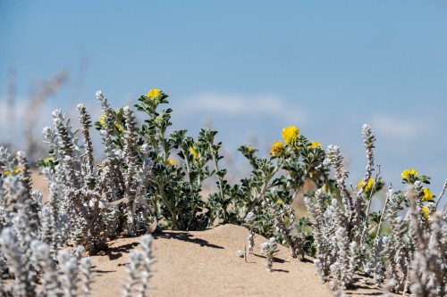 Dünenpflanzen