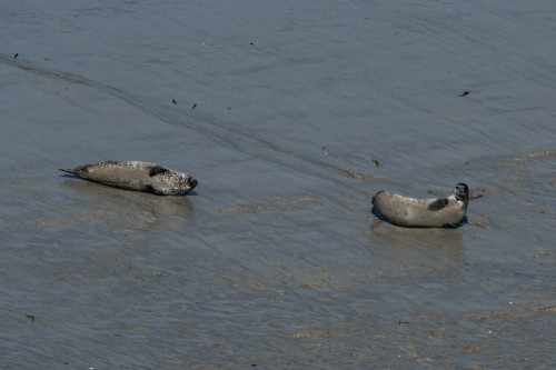 Robben bei Ebbe